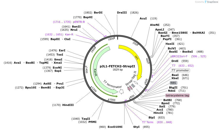 210649-plasmid-map-sequence-id-419667