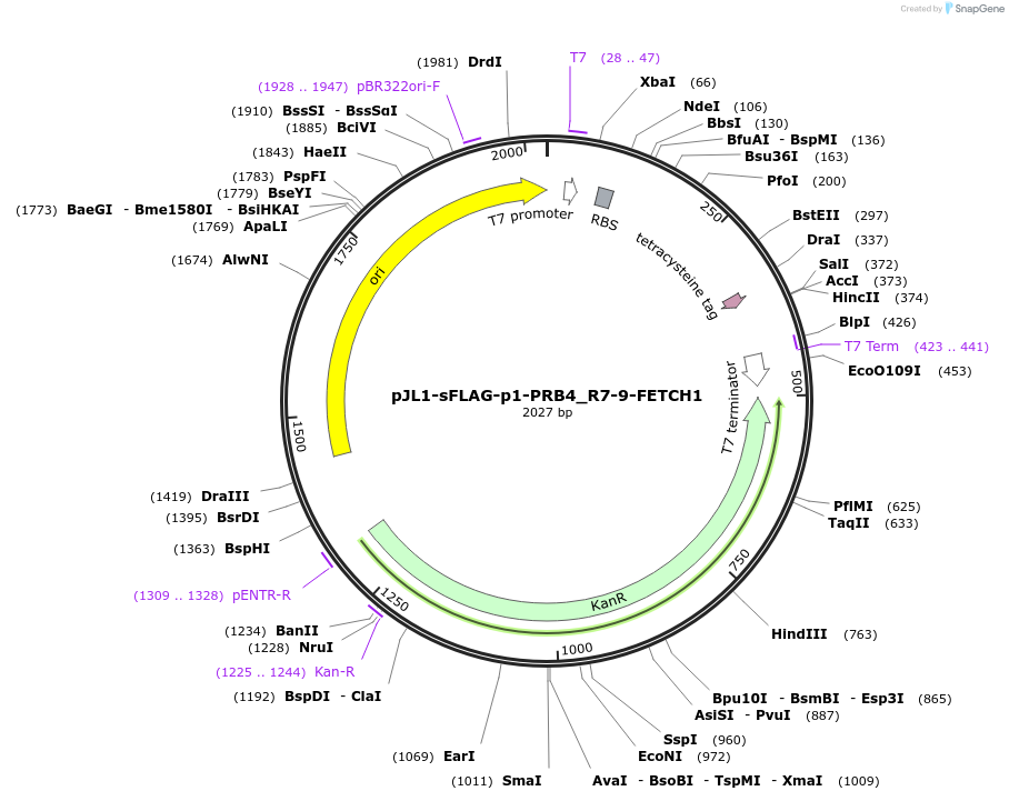 210652-plasmid-map-sequence-id-419668