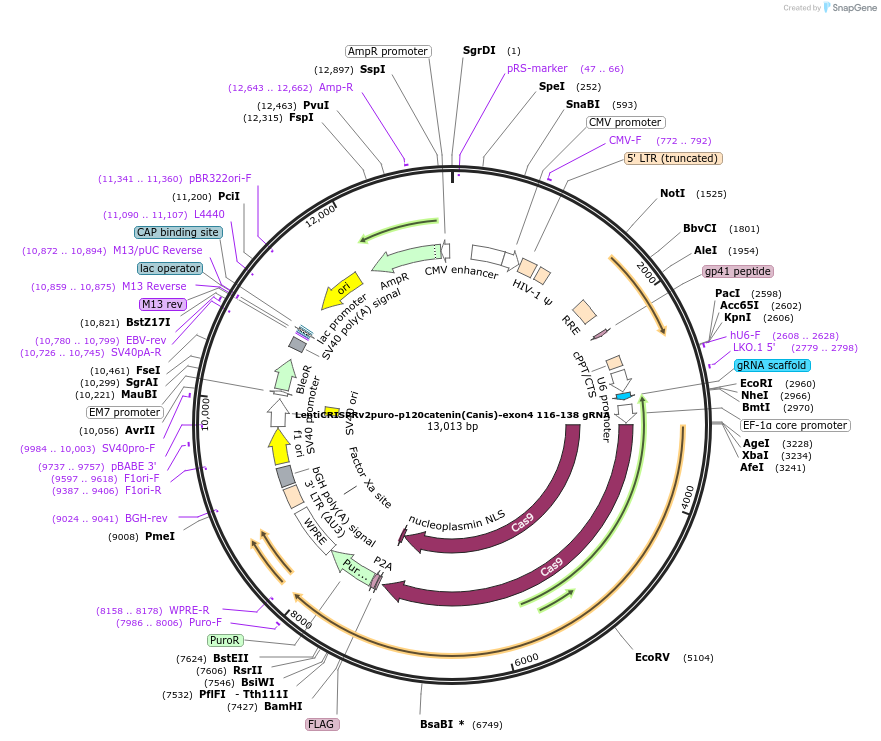 209923-plasmid-map-sequence-id-419671