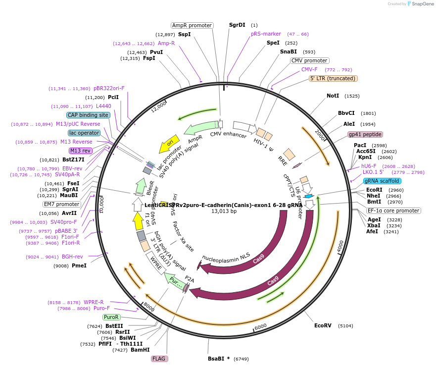209922-plasmid-map-sequence-id-419672