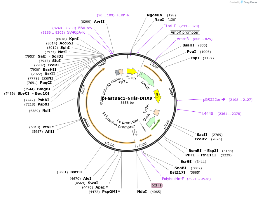 211440-plasmid-map-sequence-id-419673
