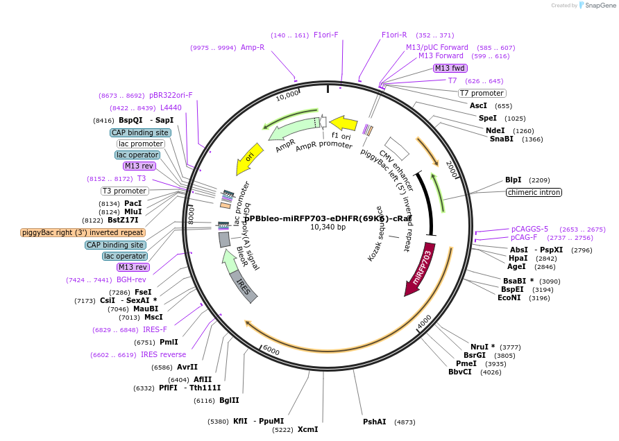 209920-plasmid-map-sequence-id-419676