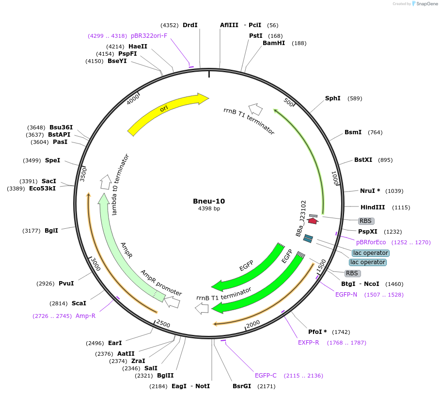 205215-plasmid-map-sequence-id-419677