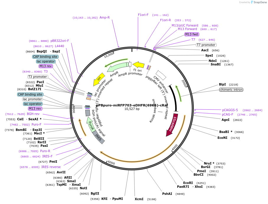 209919-plasmid-map-sequence-id-419679