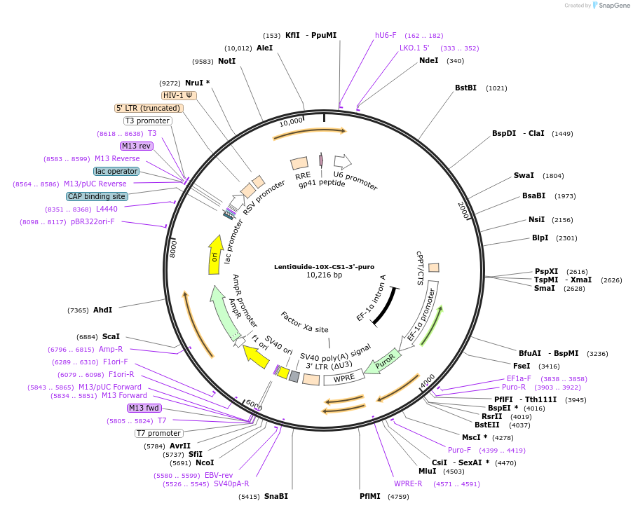 212011-plasmid-map-sequence-id-419682