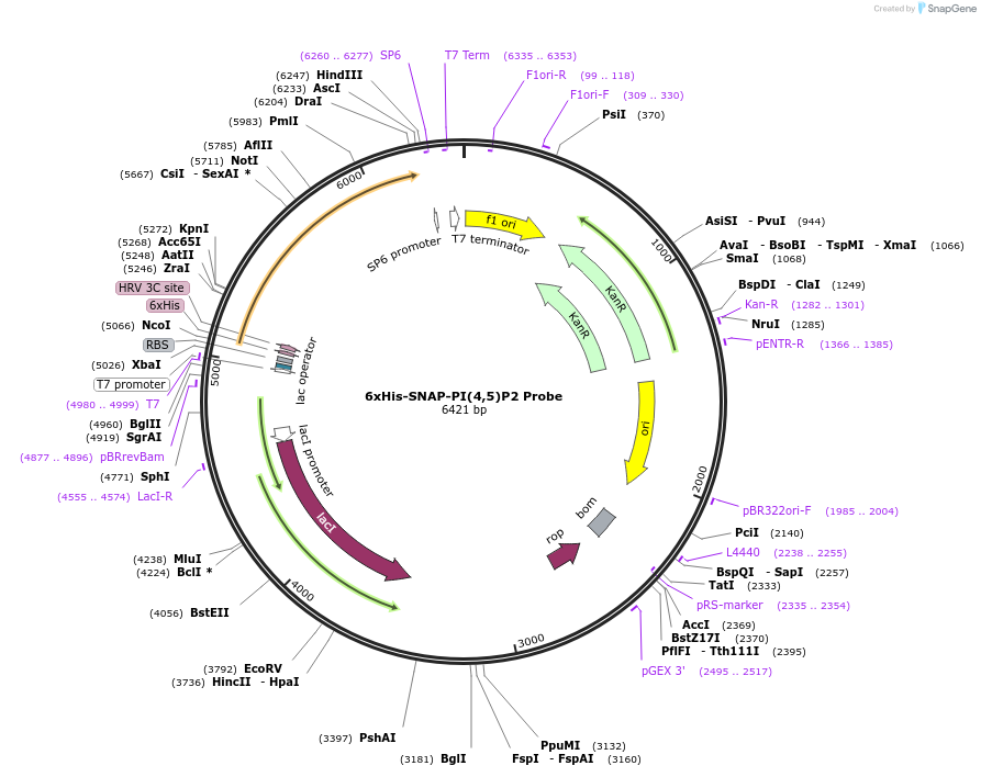 211513-plasmid-map-sequence-id-419688