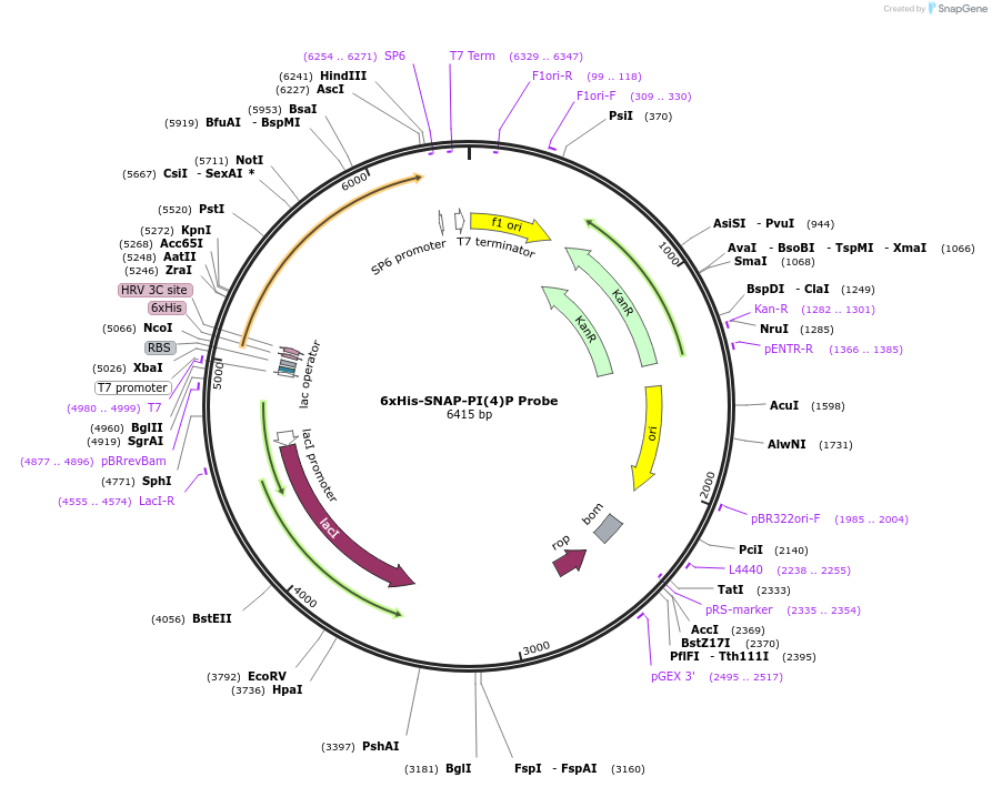 211509-plasmid-map-sequence-id-419692