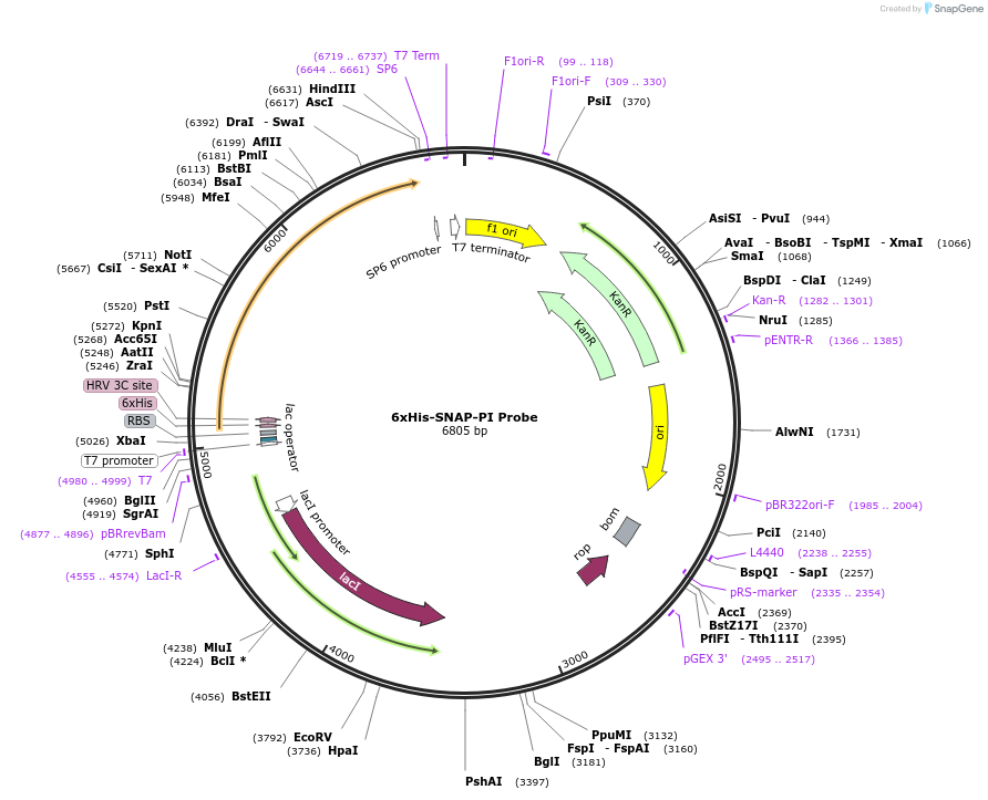 211507-plasmid-map-sequence-id-419693