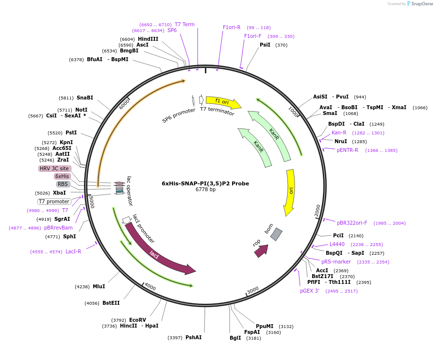 211512-plasmid-map-sequence-id-419694