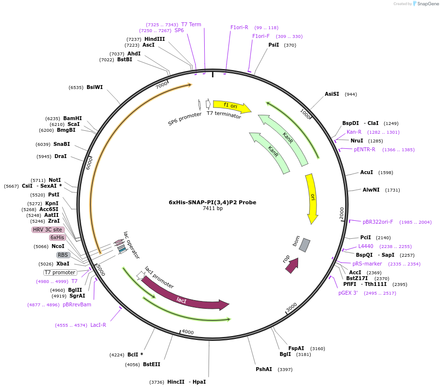 211511-plasmid-map-sequence-id-419697
