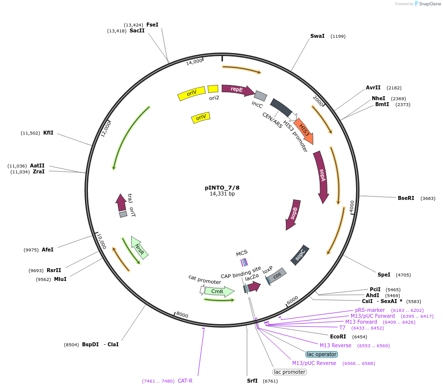 206431-plasmid-map-sequence-id-419745