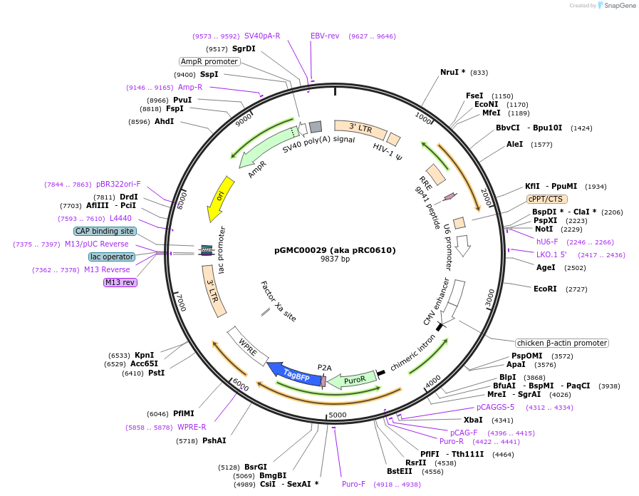 200834-plasmid-map-sequence-id-419749