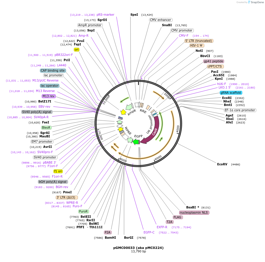 210750-plasmid-map-sequence-id-419750