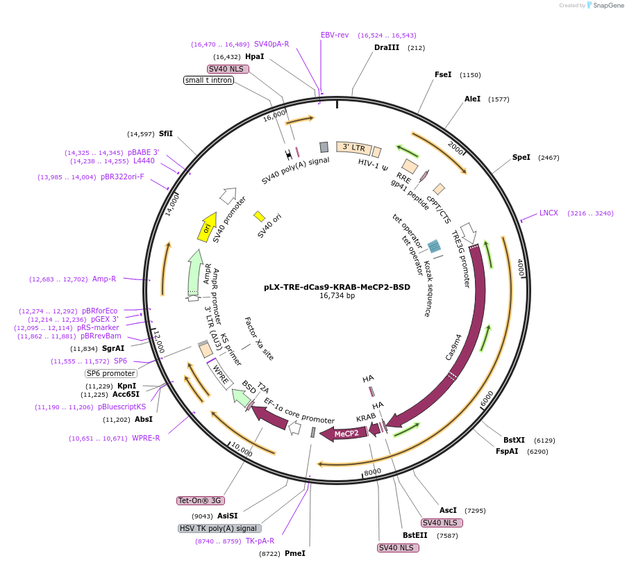 140690-plasmid-map-sequence-id-419754