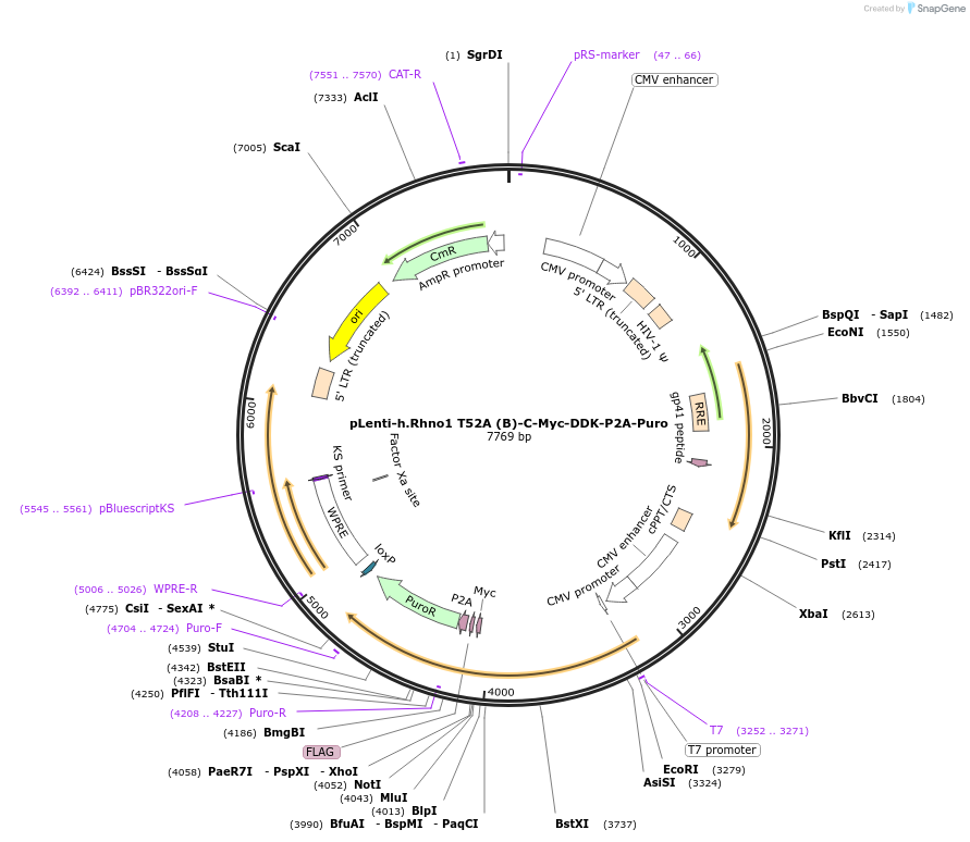 211621-plasmid-map-sequence-id-419848