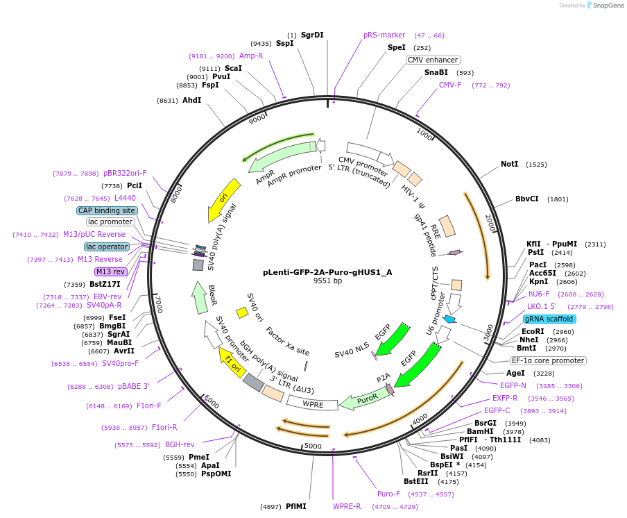 211541-plasmid-map-sequence-id-419860