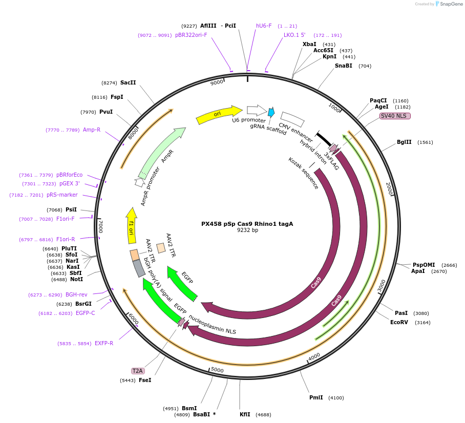 211627-plasmid-map-sequence-id-419867