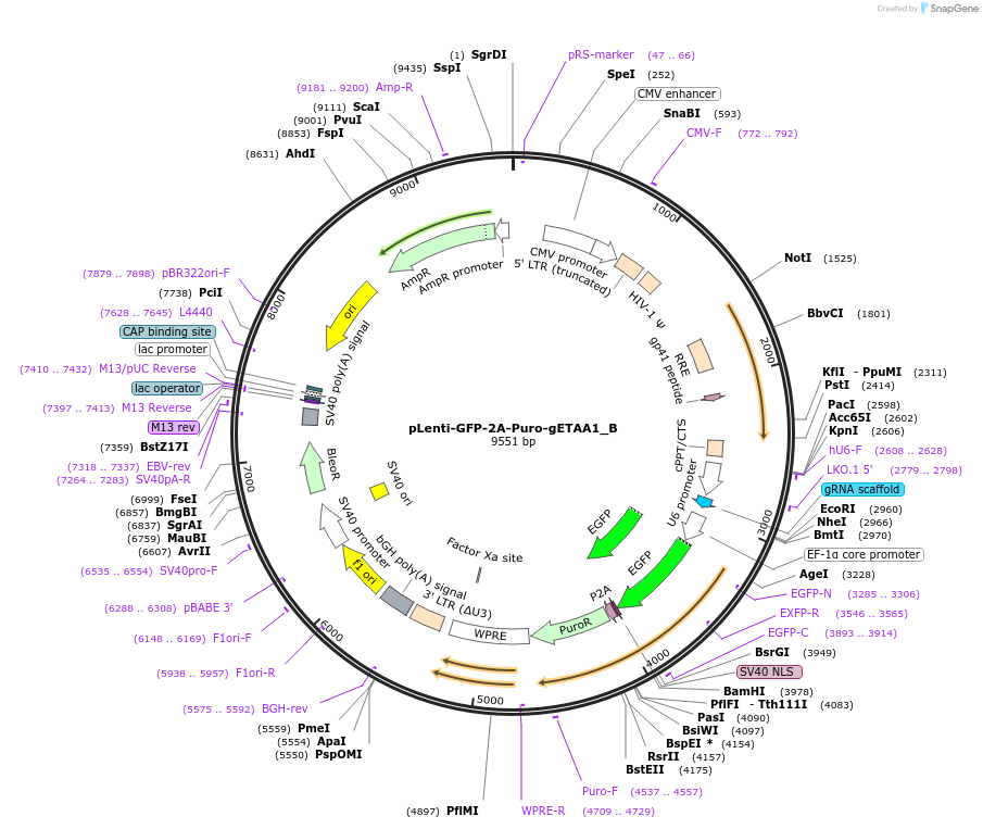 211540-plasmid-map-sequence-id-419875