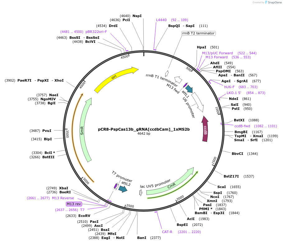 196847-plasmid-map-sequence-id-419894