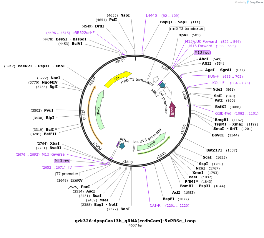 196845-plasmid-map-sequence-id-419895