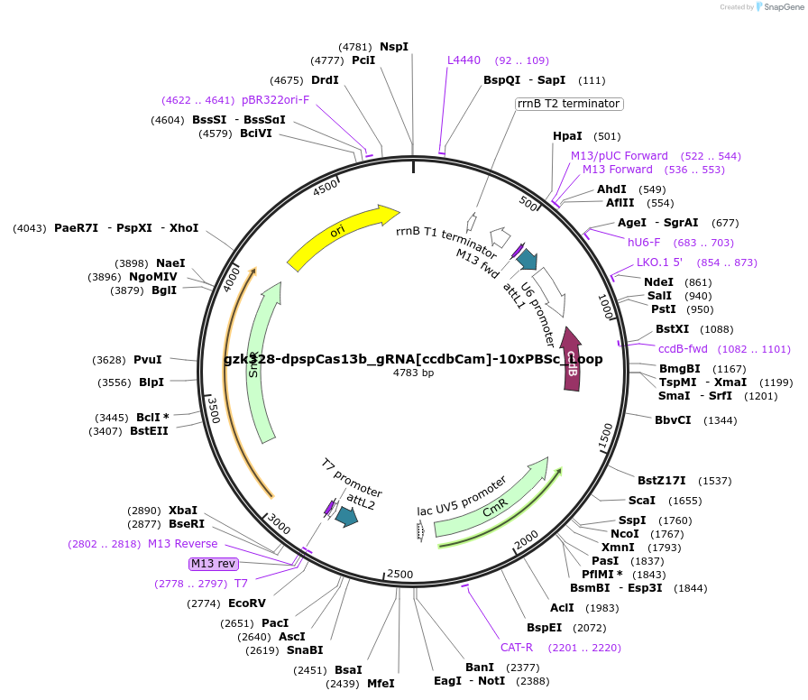 196844-plasmid-map-sequence-id-419896