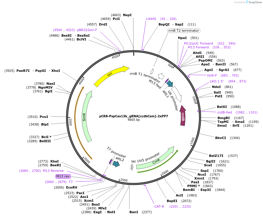 196846-plasmid-map-sequence-id-419899