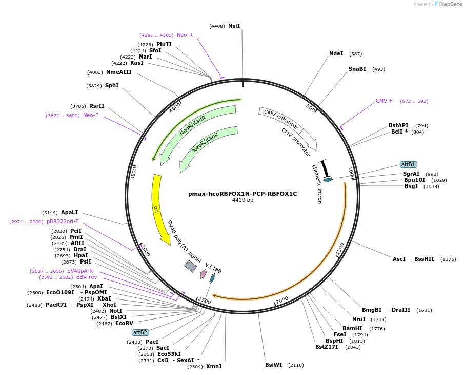 196838-plasmid-map-sequence-id-419902