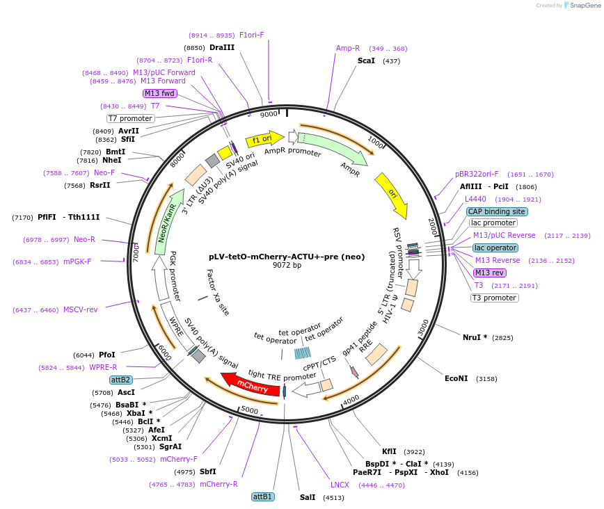 210717-plasmid-map-sequence-id-419904