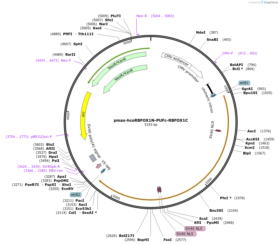 196830-plasmid-map-sequence-id-419906