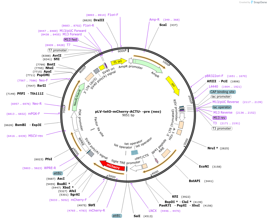 210719-plasmid-map-sequence-id-419907