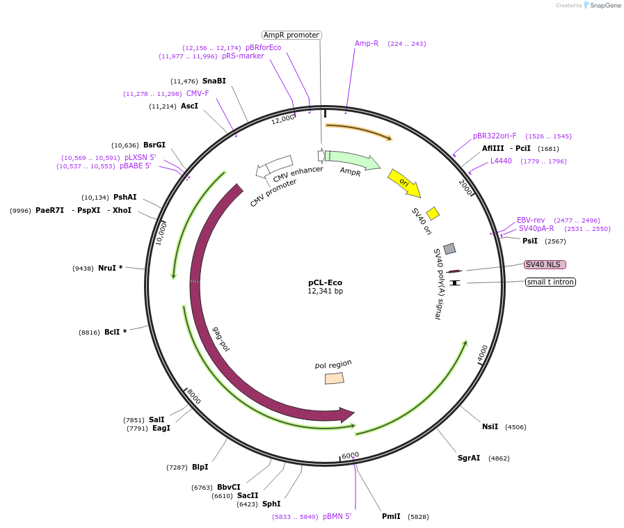 12371-plasmid-map-sequence-id-419910