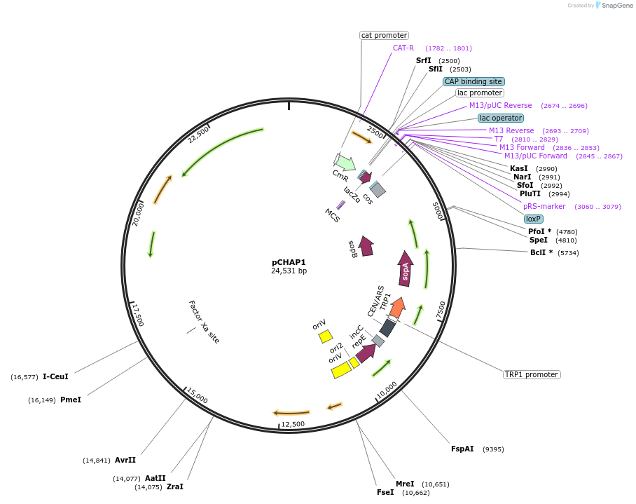 206846-plasmid-map-sequence-id-419938