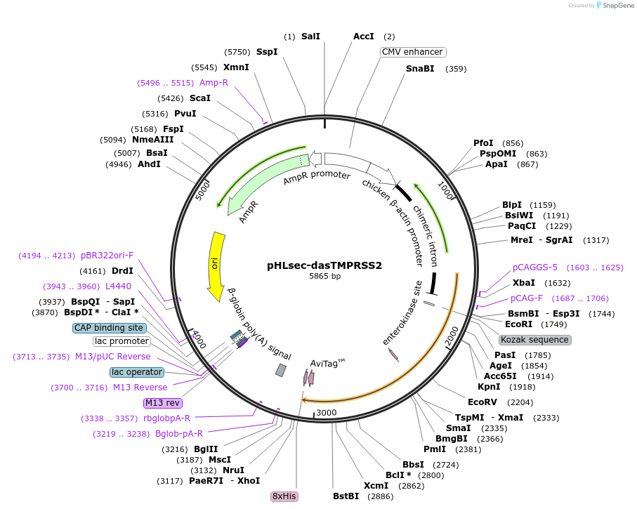 207850-plasmid-map-sequence-id-419957