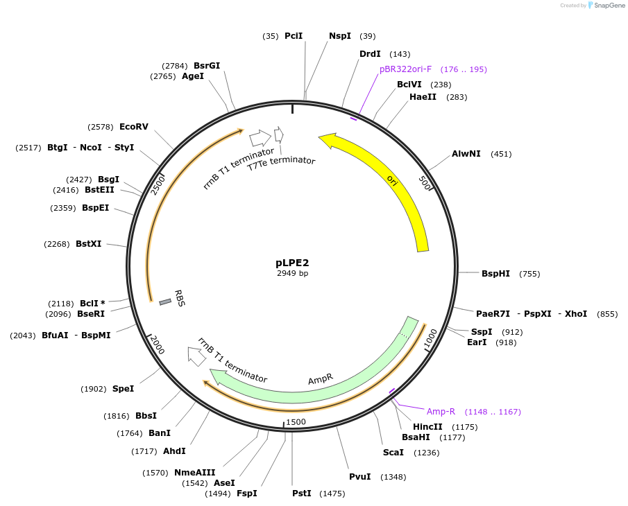 209982-plasmid-map-sequence-id-419966