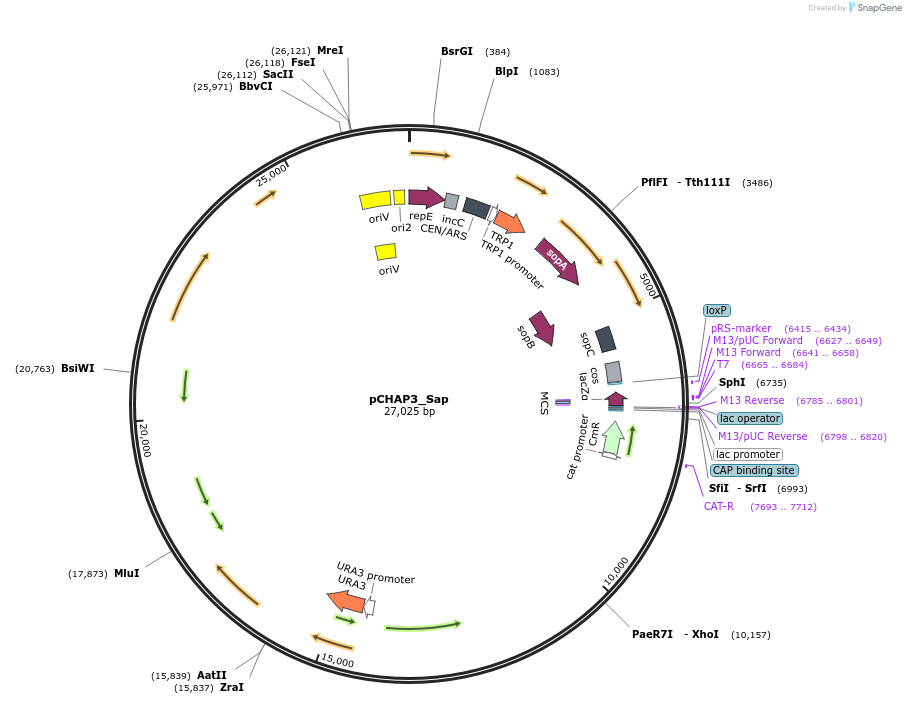 206849-plasmid-map-sequence-id-419973