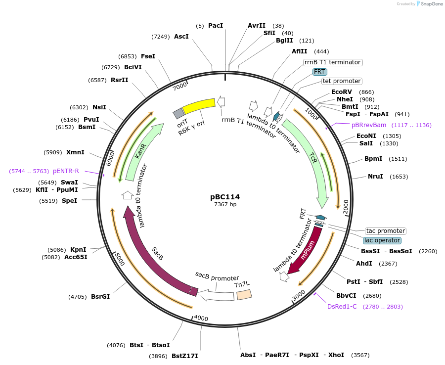 202276-plasmid-map-sequence-id-419974