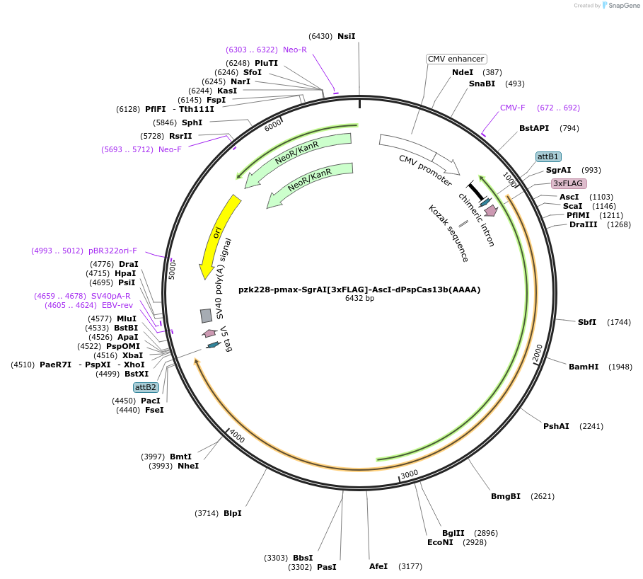 196827-plasmid-map-sequence-id-419975