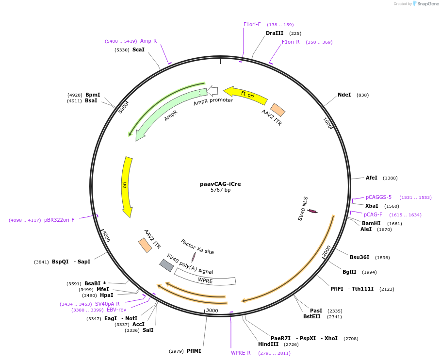 51904-plasmid-map-sequence-id-419979