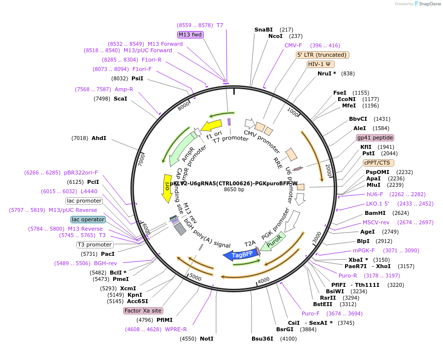 211957-plasmid-map-sequence-id-419985