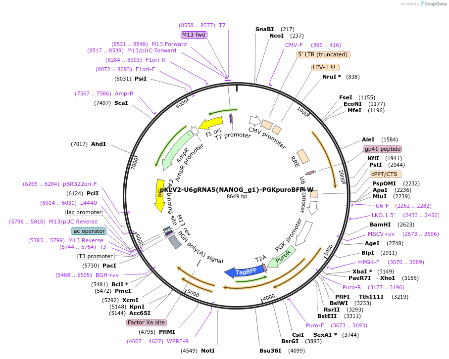 211974-plasmid-map-sequence-id-420001