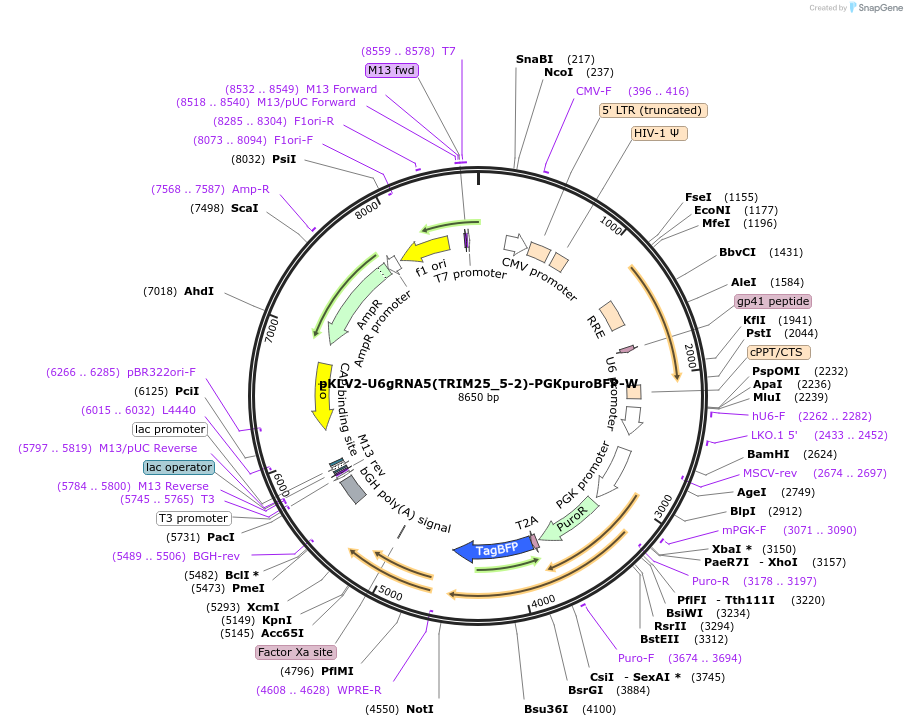211990-plasmid-map-sequence-id-420019