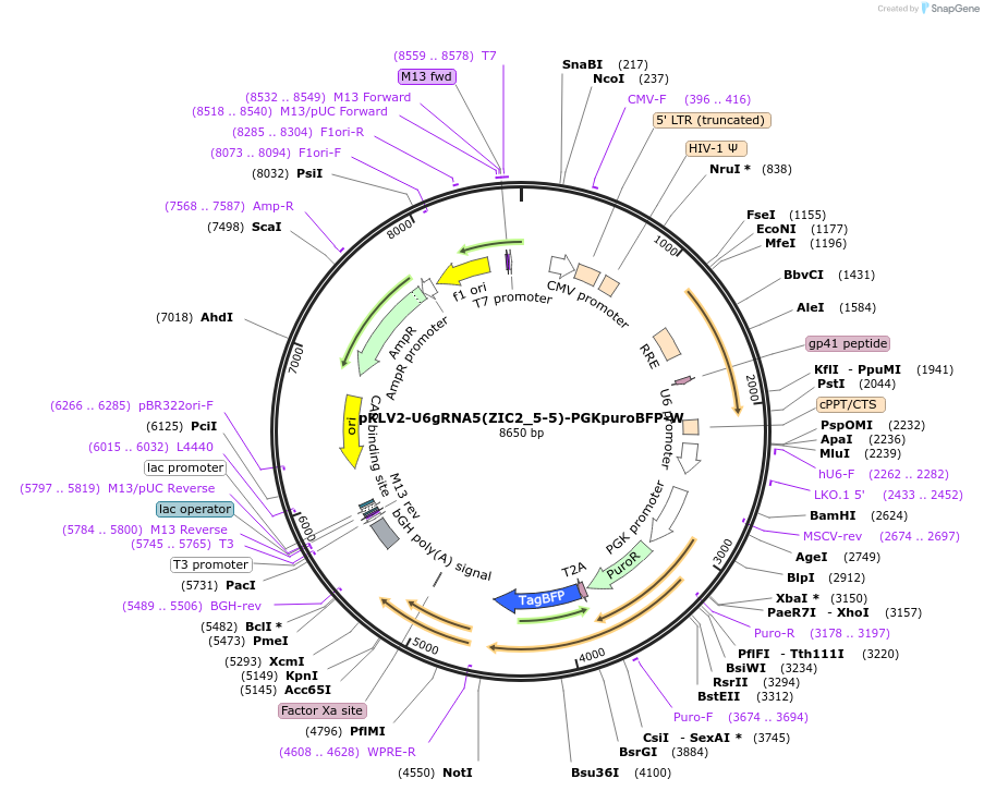 211995-plasmid-map-sequence-id-420023