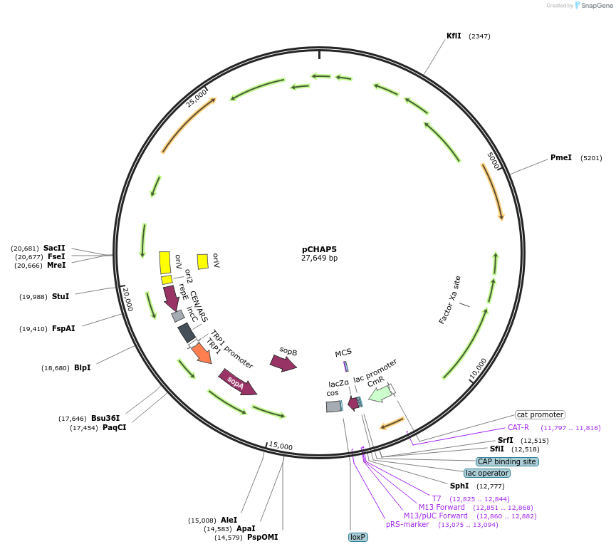 206851-plasmid-map-sequence-id-420029