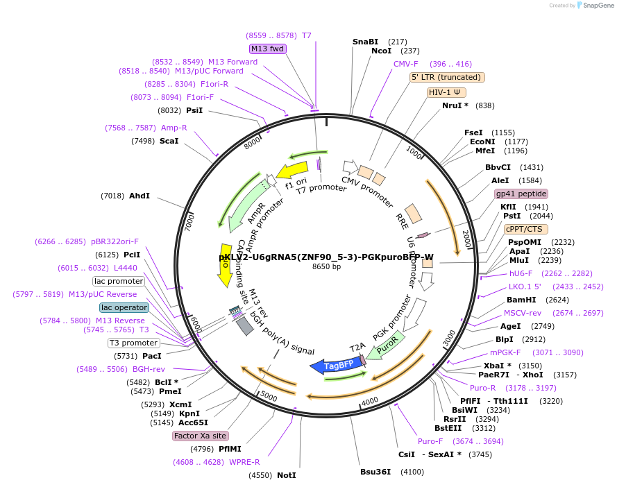 212002-plasmid-map-sequence-id-420030