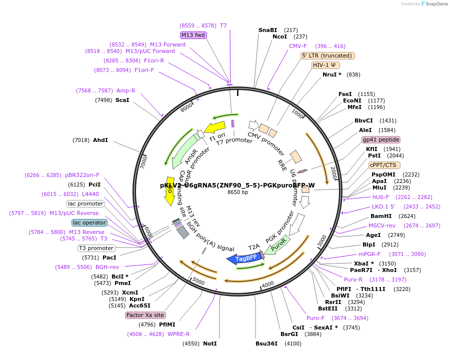 212003-plasmid-map-sequence-id-420031