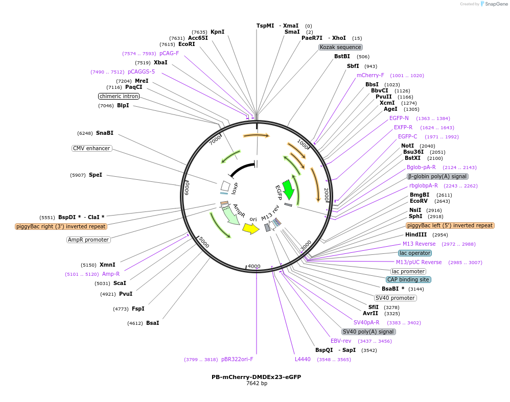 211366-plasmid-map-sequence-id-420038