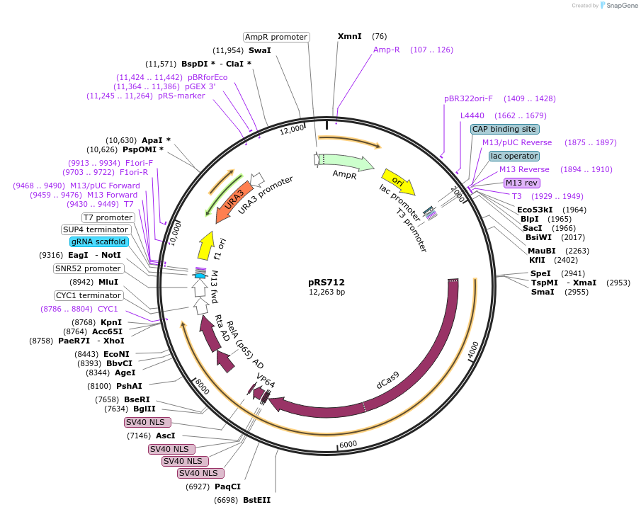 213041-plasmid-map-sequence-id-420040