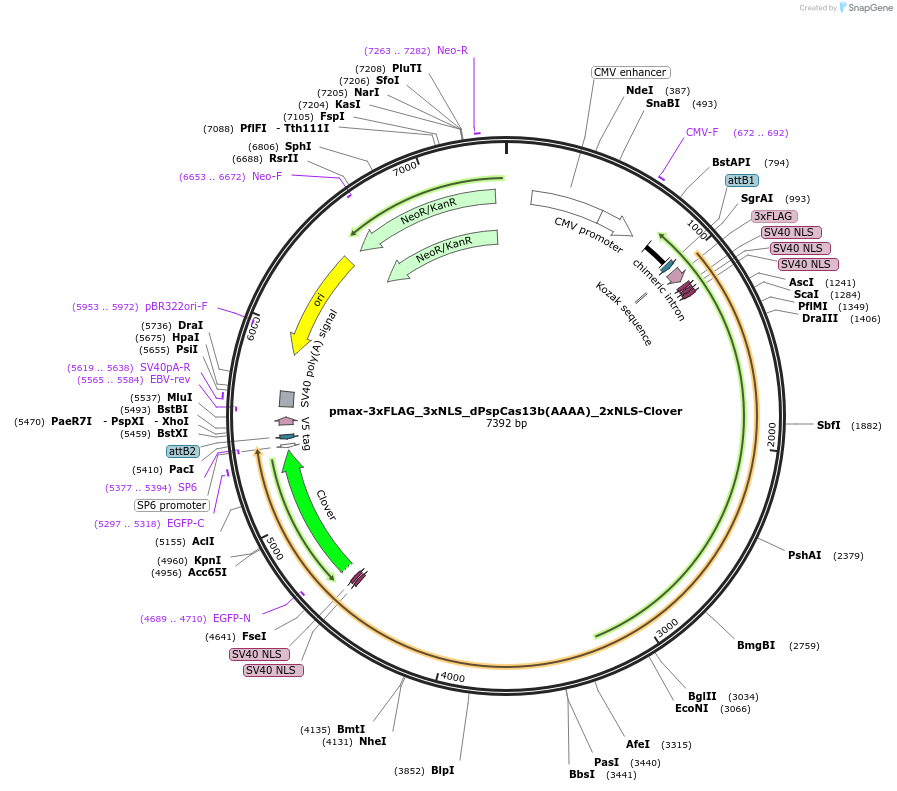 196829-plasmid-map-sequence-id-420041