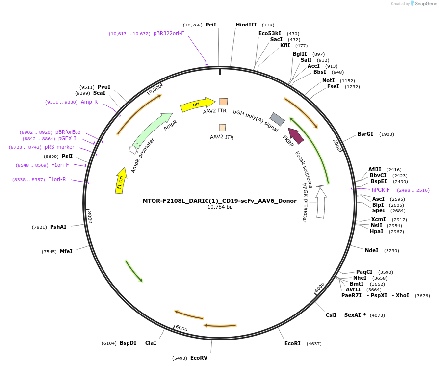 211905-plasmid-map-sequence-id-420042