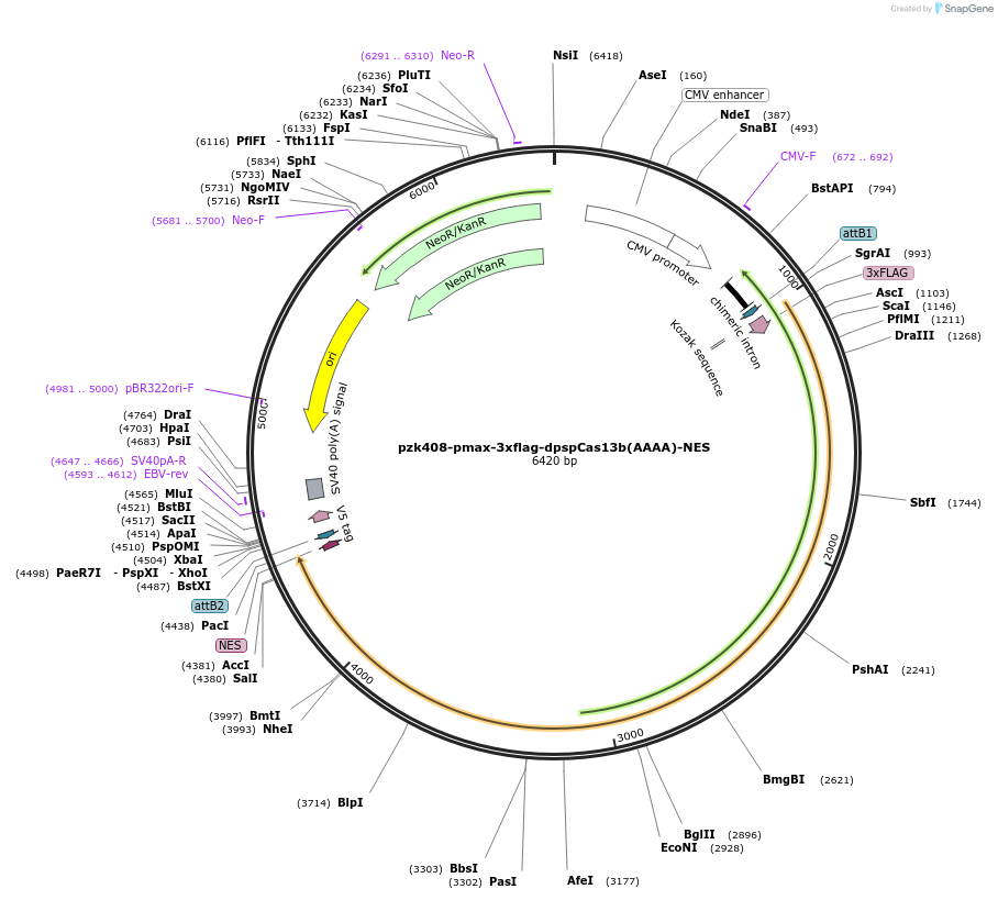 196828-plasmid-map-sequence-id-420048